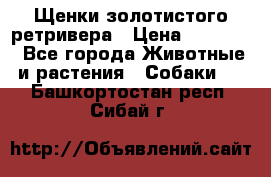 Щенки золотистого ретривера › Цена ­ 15 000 - Все города Животные и растения » Собаки   . Башкортостан респ.,Сибай г.